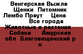 Венгерская Выжла. Щенки. Питомник Лембо Праут. › Цена ­ 35 000 - Все города Животные и растения » Собаки   . Амурская обл.,Благовещенский р-н